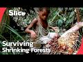 Pygmy hunter-gatherers: Ancestral rainforest peoples of central Africa | SLICE | FULL DOCUMENTARY