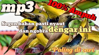 Suara Pancingan dan pikat ampuh sogon bahan agar rajin bunyi ngleper #sogon #pancingansogonagarbunyi