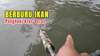 Berburu ikan Penghuni Sungai arus deras dan berbatu, Paser ikan #nembakikan