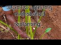 ഏലം നടിൽരീതി# how to cardamom planting proper method# replanting  cardamom field #agrobees