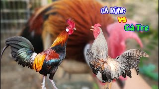 Thử Phản Ứng Gà Rừng Với Gà Tre Cú Khi Đối Đầu Nhau | Tuấn Nghịch TV