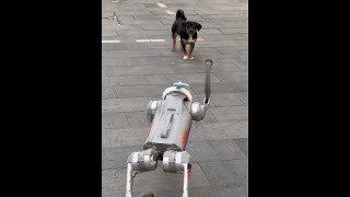 Hello, little dog #robotdog #dog #robotdog #puppy #cute