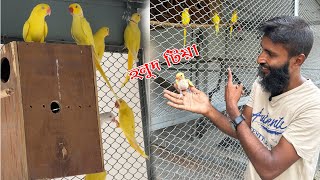 হলুদ টিয়া পাখি !!  || Bird's Canvas