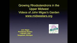 John Migas Rhododendrons Elepidotes