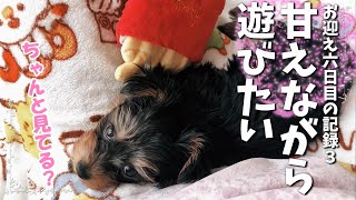 [Japan]He played to the limit! But puppies play while sleeping　 [2 month old Yorkshire Terrier]