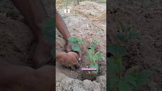 করলার চারা রোপণ পদ্ধতি || Didar's Activity