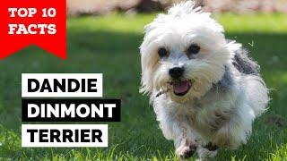 Dandie Dinmont Terrier - Top 10 Facts