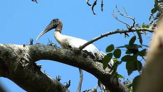 Mycteria americana  (Wood Stork - Cigüeña americana) NEW