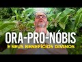 Os benefícios da ORA-PRO-NÓBIS vão te surpreender (PANC) 🤯🌿