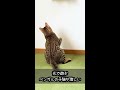 光で遊ぶベンガルの子猫が激しい 猫 shorts youtubepartner