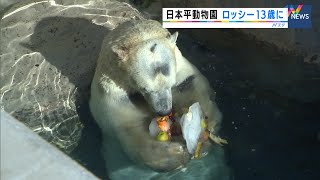 ホッキョクグマのロッシー　13歳の誕生日会（静岡市）