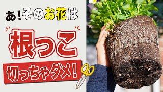 根っこを切って良い植物、ダメな植物あ！　そのお花は根っこ切っちゃダメ！