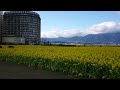 守山第一なぎさ公園で満開の菜花 寒咲花菜 2020 01 29訪問 【4k】