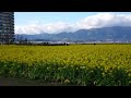 守山第一なぎさ公園で満開の菜花 寒咲花菜 2020 01 29訪問 【4k】