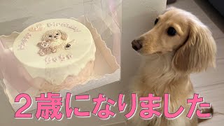 ２歳の誕生日に似顔絵ケーキを食べました【ミニチュアダックスフンド】【Lazy Dog Cakes】