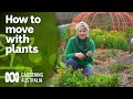 Tips for transplanting your plants when moving house | DIY Garden Projects | Gardening Australia