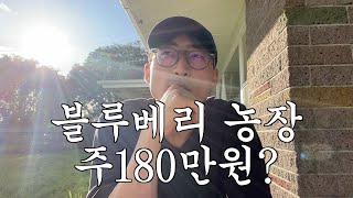 개꿀이라는 워홀 블루베리 농장 진짜로 얼마 벌까? / 2달 페이슬립 - 뉴질랜드워홀 EP.29