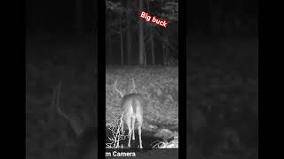 Gotta keep an eye on this one #deer #wildlife #nature #trending #fyp #viralvideo