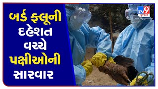 Uttarayan 2021 : With PPE kit doctors treating injured Birds | Ahmedabad | Tv9GujaratiNews A26