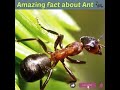 चींटी के बारे में कुछ रोचक तथ्यtop 5 interesting fact about ant 🐜 facts short ant factodheeraj