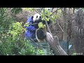 【上野赤ちゃんパンダ】ついに20キロ越え❗️飼育員さん交代で木に絡まる🐼の回収に挑む（笑）