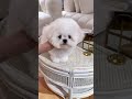 짧은다리를 가진 수입미니비숑 만화찢고 나온 인형같은 비주얼 💓 미니비숑 puppy 강아지