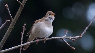 30 Minutes of Soothing Nightingale Song: Nature's Melody