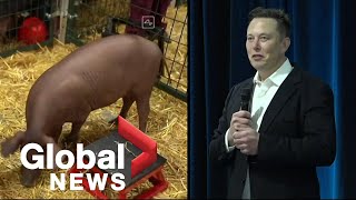 Elon Musk's Neuralink venture unveils pig with computer chip in brain