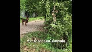 ที่นาใกล้ถนนหลัก2ไร่ๆละ5.5แสนต.นางแก้วอ.โพธารามจ.ราชบุรี