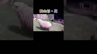 羊：和谐社会也救不了你#搞笑配音