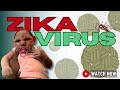 Zika Virus (ZIKV): The Pandemic We Didn't See Coming | Virology 101