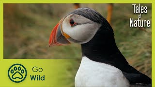 Between Cliff-top and Ocean (Bretagne) | Tales of Nature 4/10 | Go Wild