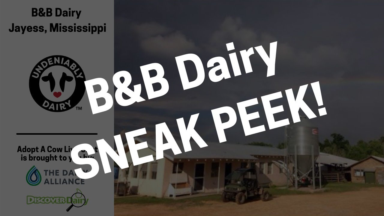 Sneak Peek - B&B Dairy Live Chat - YouTube