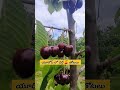 యూరోప్ లో చెర్రీ 🍒 తోటలు cherry forms in europe youtubeshorts ytshorts viral trending shorts