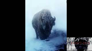 Top 10 Bison's that survived last ice age that Neanderthal troglodytes almost hunted to extinction