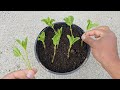 mint leaves groing at your home simple farming tips പുതിനയില ഇനി വീട്ടിൽ വളർത്താം