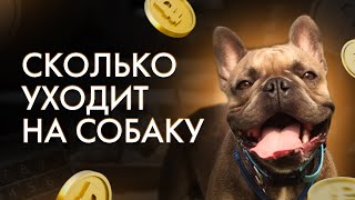 Сколько Денег Мы Тратим В Месяц На Французского Бульдога | Траты На Собаку