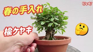 [Elm Zelkova, spring care. ] Pruning / Beginner