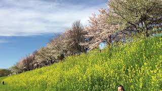 行進曲「桜雲」井澗昌樹 作曲