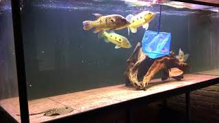 Cichla attack new tank mates