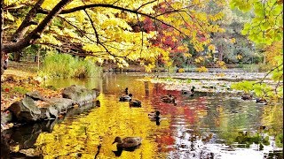 四季北海道之~~秋詩翩翩 (HD1080p)