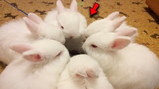 The Rabbits Began to Gather in a Circle, the Reason far More Serious than Anticipated