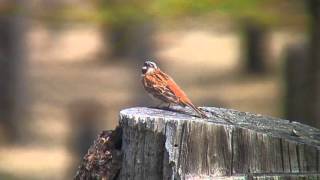 シラガホオジロ（3）モンゴル - Pine Bunting - Wild Bird - 野鳥 動画図鑑