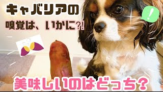 【キャバリア】美味しいお芋を嗅ぎ分ける犬