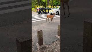 雨あがりで滑るからゆっくり渡ろうby鹿🦌奈良公園Nara Park🇯🇵