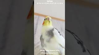 飼い主をキュンキュンさせようという作戦ですな？かわいすぎるオカメインコ #shorts