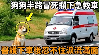 狗狗半路冒死攔下急救車，醫護人員下車一看，頓時忍不住淚流滿面......#暖心 #不可思議 #驚人 #自然觀察日記