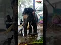 കൈവെട്ട് പോകല്ലേ 😳 പേടിച്ച് വിറച്ച് മണികണ്ഠൻ angry elephant manikandan elephant status short video