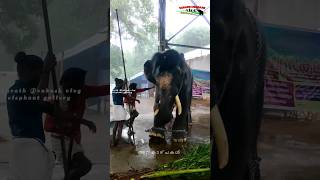 കൈവെട്ട് പോകല്ലേ 😳 പേടിച്ച് വിറച്ച് മണികണ്ഠൻ angry elephant Manikandan elephant status short video