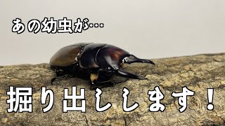 あの幼虫が羽化したので掘り出しします【亜雄晴のクワカブ飼育記】